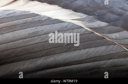 Kalifornien Kondor (Gymnogyps californianus) Feather detail, IUCN vom Aussterben bedroht, gefangen. Stockfoto