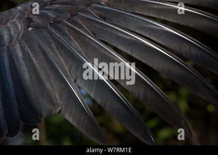 Kalifornien Kondor (Gymnogyps californianus) Feather detail, IUCN vom Aussterben bedroht, gefangen. Stockfoto