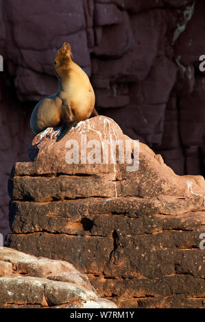 Kalifornische Seelöwen (zalophus californianus) Berufung auf felsigen Küste, Espiritu Santo Island National Park, Sea Of Cortez (Golf von Kalifornien), Mexiko, April Stockfoto