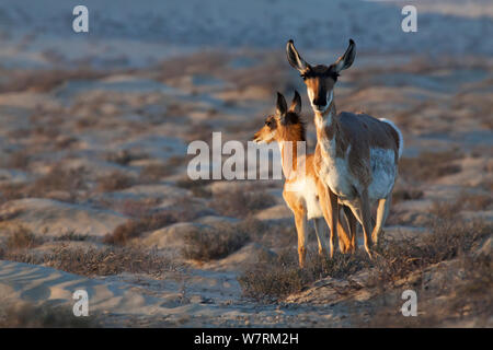 Peninsular pronghorn Antilope (Antilocapra americana peninsularis) weiblich und fawn, Peninsular pronghorn Recovery Project, Vizcaino Biosphärenreservat, Halbinsel Baja California, Mexiko, April Stockfoto