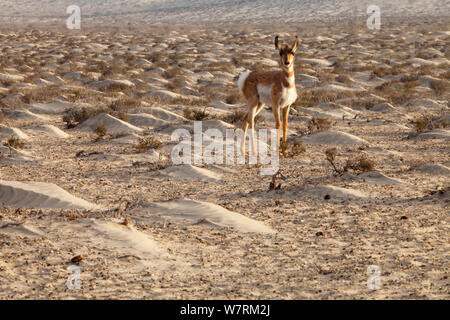 Peninsular pronghorn Antilope (Antilocapra americana peninsularis) fawn, Peninsular pronghorn Recovery Project, Vizcaino Biosphärenreservat, Halbinsel Baja California, Mexiko, April Stockfoto