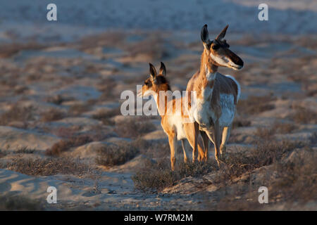 Peninsular pronghorn Antilope (Antilocapra americana peninsularis) weiblich und fawn, Peninsular pronghorn Recovery Project, Vizcaino Biosphärenreservat, Halbinsel Baja California, Mexiko, April Stockfoto