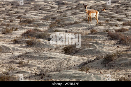 Peninsular pronghorn Antilope (Antilocapra americana peninsularis), Peninsular pronghorn Recovery Project, Vizcaino Biosphärenreservat, Halbinsel Baja California, Mexiko, April Stockfoto