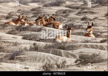 Peninsular pronghorn Antilopen (Antilocapra americana peninsularis), Peninsular pronghorn Recovery Project, Vizcaino Biosphärenreservat, Halbinsel Baja California, Mexiko, April Stockfoto