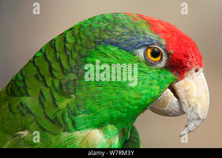 Rot gekrönter amazon Papagei (Amazona viridigenalis), IUCN vom Aussterben bedrohte, gefangen. Stockfoto