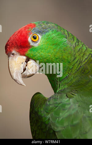 Rot gekrönter amazon Papagei (Amazona viridigenalis), IUCN vom Aussterben bedrohte, gefangen. Stockfoto