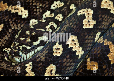 Western Australian Teppichpython (Morelia spilota), gefangen. Stockfoto