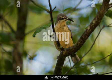 Victoria's Riflebird (Ptiloris victoriae) Weibliche in der Regenwaldes thront, Atherton Tablelands, Queensland, Australien Stockfoto