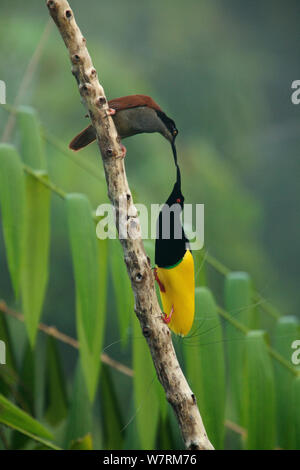 12 verdrahtete Bird Of Paradise (Seleucidis lalage) männliche Darstellung zu einer weiblichen sein Display Pol in den Sumpf regen Foerst an Nimbokrang, Papau, Indonesien, Insel Neuguinea. Stockfoto