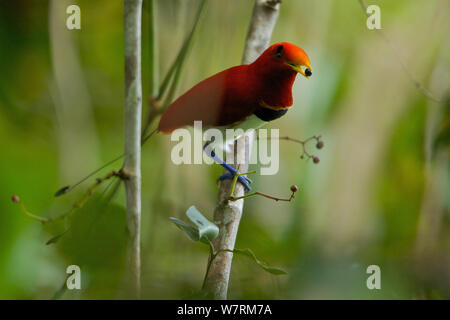 King Bird Of Paradise (Cicinnurus regius) männlich mit einer Frucht im Schnabel. Neu Guinea Stockfoto