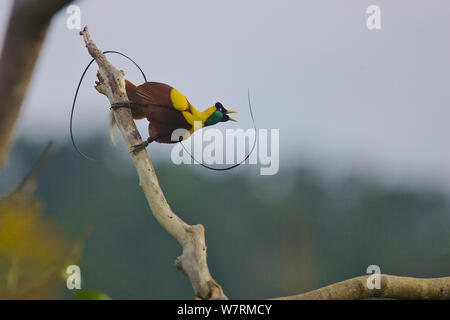 Red Bird Of Paradise. (Paradisaea rubra) männlichen Aufführungspraxis Anzeige an Baum - top Lek. Raja Ampat, Indonesien Stockfoto