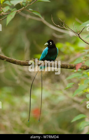 Blaue Paradiesvogel (Paradisaea rudolphi) männlich, Papua-Neuguinea Stockfoto