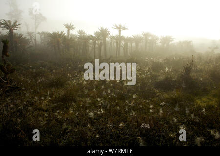 Baum Farn Wald im Nebel, in der Nähe von See, Habbema Jayawijaya Gebirge, Neuguinea. Juni 2010 Stockfoto