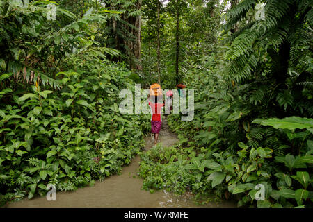 Wanderung zum Base Camp auf Fergusson Island durch überschwemmten Wald, mit Gepäckträger mit Zahnrad auf ihre Köpfe, d'Entrecasteaux -, Papua Neuguinea, September 2011 Stockfoto