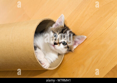 Tabby kitten Cat spielt in Papprolle Stockfoto