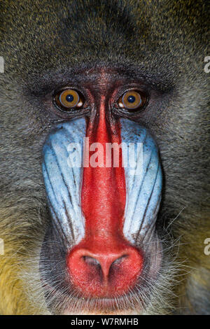 Mandrill (mandrillus Sphinx) männlich in Zoo, Gesicht Porträt, West Afrika Stockfoto