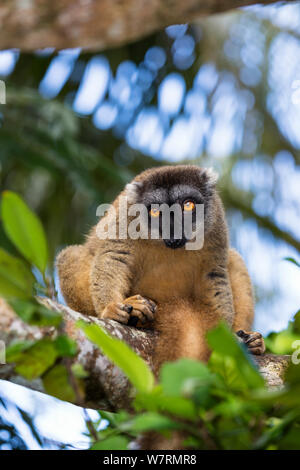 Braun Lemur (Eulemur fulvus) Weibliche auf Zweig, Osten Madagaskar, Afrika Stockfoto