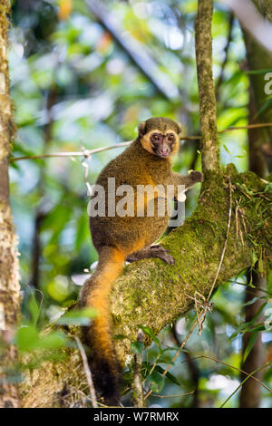 Golden Bambus Lemur (Hapalemur Aureus) männlichen Essen-Bambussprossen, Regenwald von Ranomafana, Hapalemur Aureus, Madagaskar, Afrika. Stockfoto