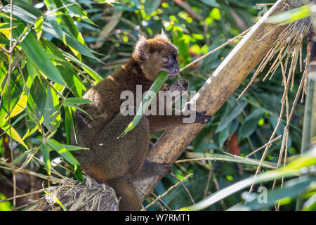 Mehr Bambus Lemur (Prolemur Simus) Ranomafana, Nationalpark, Madagaskar, Afrika Stockfoto