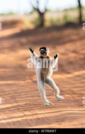 Verreaux Sifaka (Propithecus verreauxi) &#39; Tanzen&#39; auf der anderen Straßenseite, Berenty finden, Madagaskar, Afrika Stockfoto