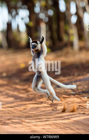 Verreaux Sifaka (Propithecus verreauxi) &#39; Tanzen&#39; auf der anderen Straßenseite, Berenty finden, Madagaskar, Afrika Stockfoto