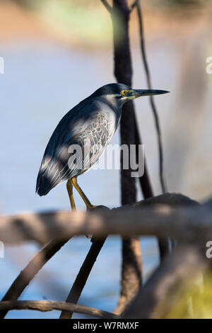 Green-backed Heron (Butorides striatus) rutenbergi in Mangrove Tree in der Nähe von Morondava, Madagaskar, Afrika Stockfoto