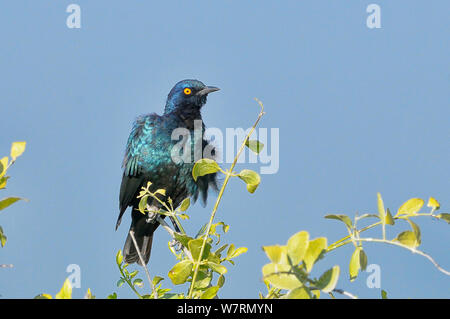 Kap Glossy Starling (Lamprotornis nitens) Etosha National Park, Namibia Stockfoto