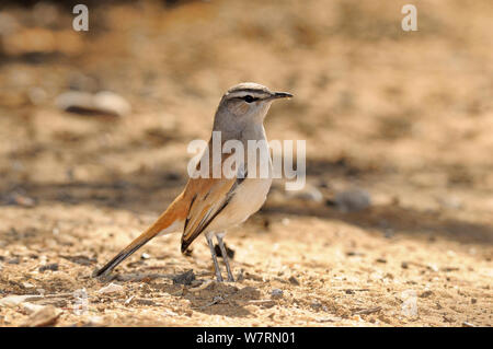 Kalahari Scrub Robin (Cercotrichas paena) Profil, Namibia Stockfoto