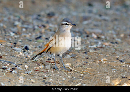 Kalahari Scrub Robin (Cercotrichas paena) Profil, Namibia Stockfoto