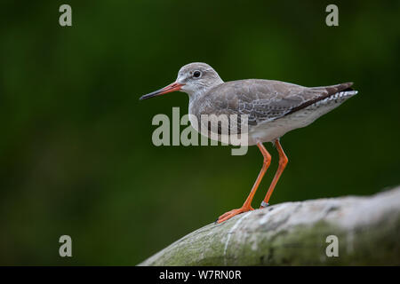 Gemeinsame Rotschenkel (Tringa totanus) unverlierbaren, melden Sie thront, Vogelpark Marlow, Deutschland, Mai. Stockfoto