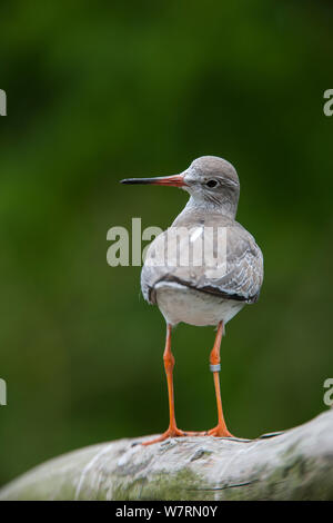 Gemeinsame Rotschenkel (Tringa totanus) unverlierbaren, melden Sie thront, Vogelpark Marlow, Deutschland. Mai Stockfoto