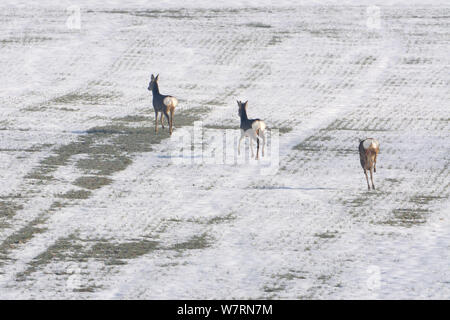 Reh (Capreolus capreolus) Weibchen durch schneebedecktes Feld, Vogesen, Frankreich, Februar Stockfoto