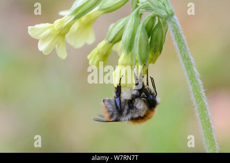 Hummel (Bombus sp) Nahrungssuche in Oxlip Blume (Primula eliator) Vosges, Frankreich, April Stockfoto