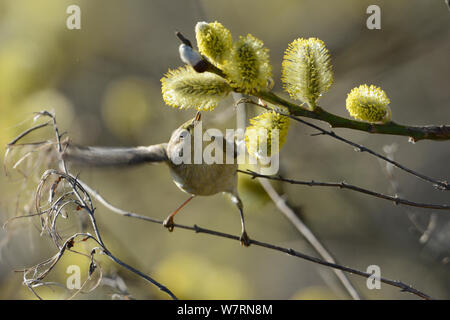 Gemeinsame chiffchaff (Phylloscopus collybita) auf der Suche nach Insekten in Weide (Salix sp) Blumen, Vogesen, Frankreich, April Stockfoto