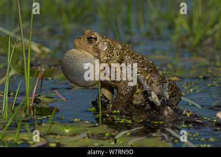 American Toad (Anaxyrus americanus) männlich mit Vocal sac aufgeblasen während Aufruf Weibchen anzuziehen, New York, Mai Stockfoto