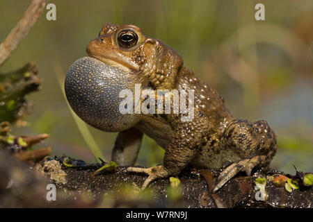 American Toad (Anaxyrus americanus) männlich mit Vocal sac aufgeblasen während Aufruf Weibchen anzuziehen, New York, Mai Stockfoto