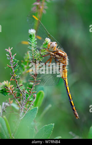 Frisch aufgetaucht weiblichen Gekielt Skimmer (Orthetrum coerulescens) in Ruhe. Dorset, Großbritannien, Juli Stockfoto