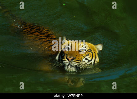 Malaiische Tiger (Panthera tigris Lormieri) im Fluss, Malaysia. Gefährdet. Gefangen in der natürlichen Umgebung. Stockfoto