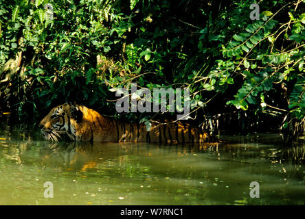 Malaiische Tiger (Panthera tigris Lormieri) im Fluss, Malaysia. Gefangen in der natürlichen Umgebung. Stockfoto