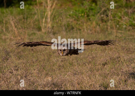 Südliche Owl (Strix varia georgica) im Flug, Sarasota, Florida, USA abgehalten. Nicht-ex Stockfoto