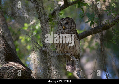 Südliche verjähren in Owl (Strix varia georgica) auf einen Baumstumpf am späten Nachmittag thront, Myakka City, Florida, USA Stockfoto