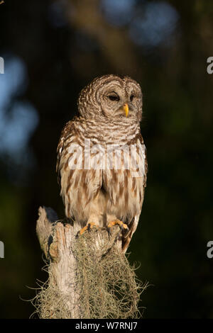 Südliche verjähren in Owl (Strix varia georgica) auf einen Baumstumpf am späten Nachmittag thront, Myakka City, Florida, USA Stockfoto