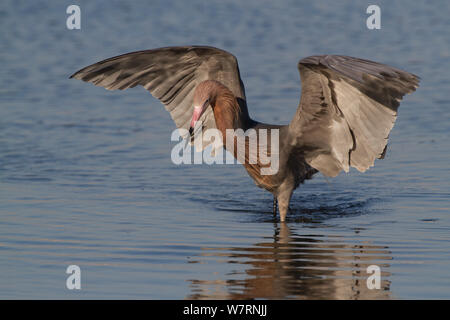 Rötlich Seidenreiher (Egretta rufescens) in gemeinsamen 'red' Morph, laufen nach Fischen in Gezeiten wasser Untiefen, Pinellas County, Florida, USA Stockfoto