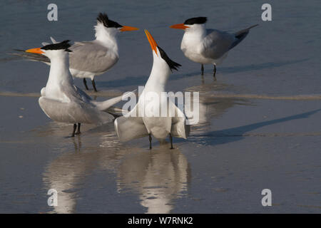 Royal Terns (Thalasseus maximus) vorne, mit Raubseeschwalbe (Sterna Caspia) Paar in Hintergrund, beachten Sie viel mehr schlank, mehr Orange Rechnungen von Royal Seeschwalben, in der Zucht Gefieder, am Ufer der Bucht von Tampa, St. Petersburg, Florida, USA Stockfoto