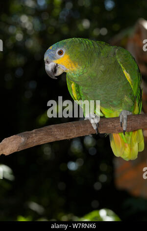 Orange-Winged Amazon Papagei (Amazona Amazonica) gefangen, von östlich der Anden von Kolumbien bis Südosten Brasiliens Stockfoto