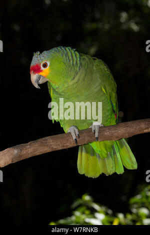 Red-Lored Amazon Papagei (Amazona autumnalis) unverlierbaren aus Südamerika und Mittelamerika Stockfoto
