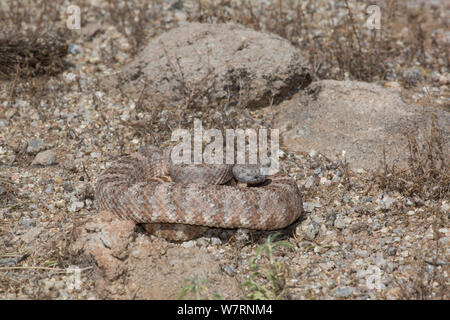 Gefleckte Klapperschlange (Crotalus mitchelli Stephensi) Sonoran Wüste, Mesa, Arizona, USA Stockfoto