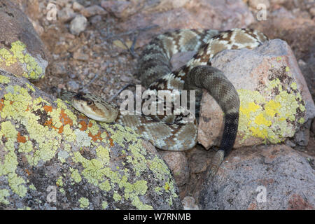 Northern Black-Tailed Klapperschlange (Crotalus molossus molossus) Sonoran Wüste, Mesa, Arizona, USA. Stockfoto