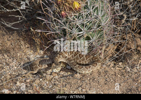 Mojave Klapperschlange (Crotalus scutulatus) von Barrel Kaktus (Freocactus sp.) in der Sonora Wüste, Mesa, Arizona, USA Stockfoto