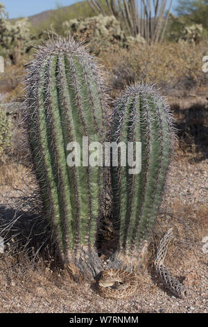 Mojave Klapperschlange (Crotalus scutulatus) von jungen Saguaro Kaktus (Cereus giganteus) in der Sonora Wüste, Mesa, Arizona, USA Stockfoto
